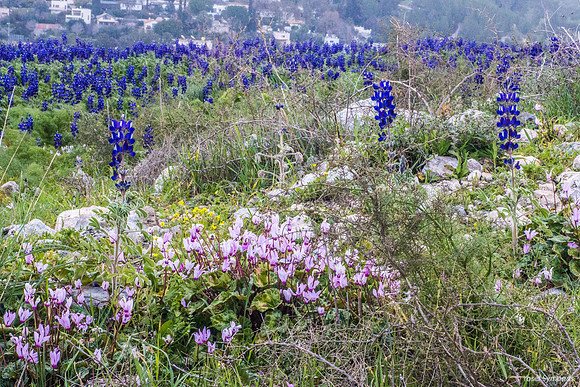 Cyclamens and Lupins 130224-1