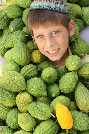 Boy with 186 Etrogim