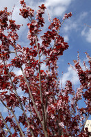 Cherry Blossom Tree