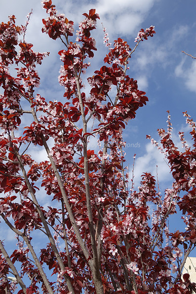 Cherry Blossom Tree