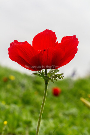 Poppy Anemone 180208-7