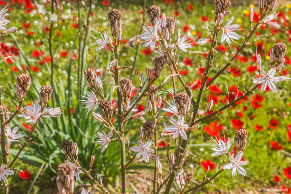 Asphodels in Poppy Field 220216-3