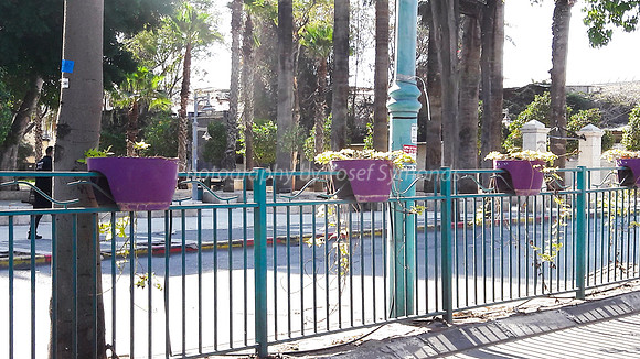 Purple Planters 1