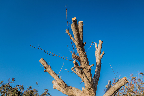 Well Pruned Tree