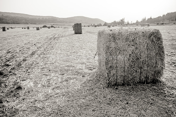 Haystacks in Field Against Sun 170721-10