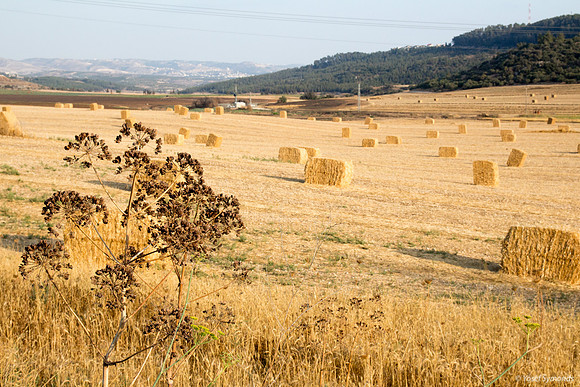 Haystacks Spread in Field 170721-22