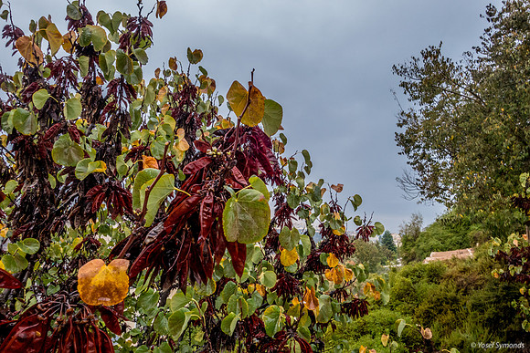 Colors of Fall - Nachal Maor 181106-2