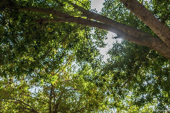 Ayalon Park Trees 181025-2