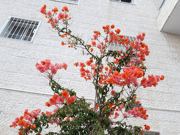 20171102_071720-A-Bougainvillea-3