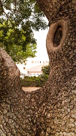 Tree Trunk 2