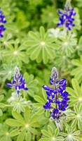 Lupin 180208-1