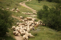 SheepFlockRBS_7647