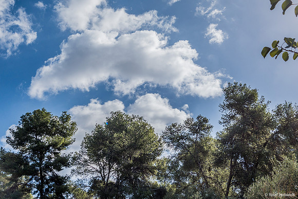 Trees in Park Ayalon 181026-1