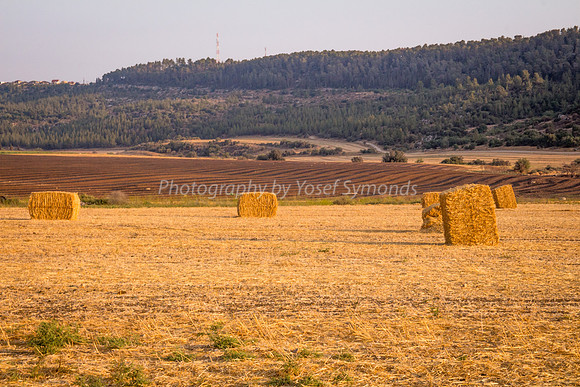 Haystacks Spread in Field 170721-38