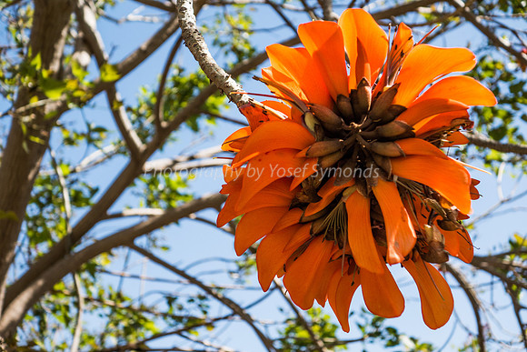 Coral Tree 180316-8