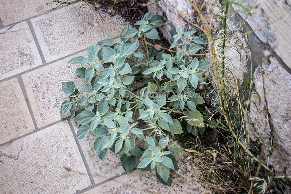 Plants in Cracks - Eastern Wall 1