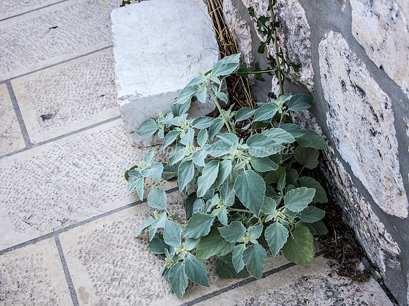 Plants in Cracks - Eastern Wall 2