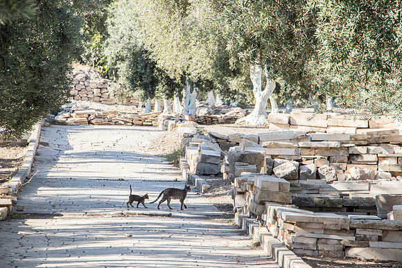 "Foxes" Emerging from Temple :-)