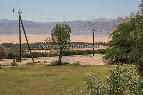 Lawn and Date Palms Grofit