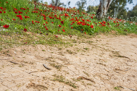 Horses Honoring Signs Not to Tread on Poppies 220216-3