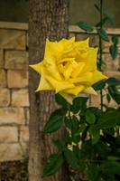 Roses in Carpark 200630-5