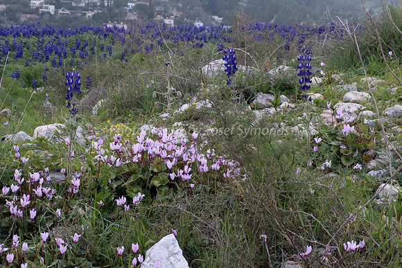 Cyclamens and Lupins