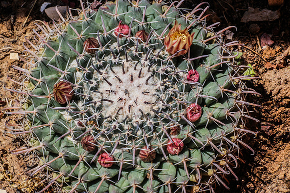 170414-CactusGarden-9999_30
