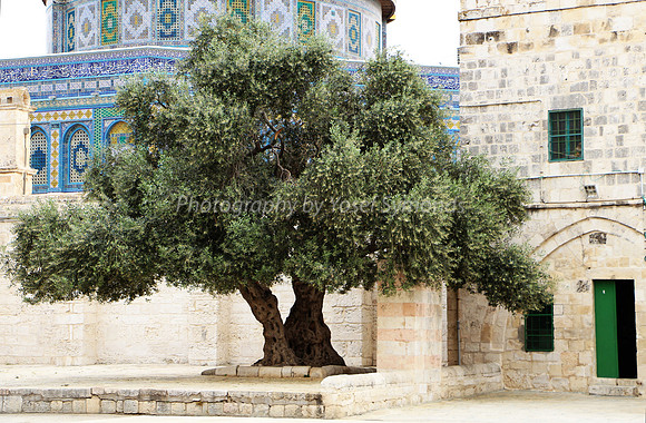 Olive Tree on Mount