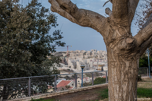 TREE and Gimmel1 181023-1