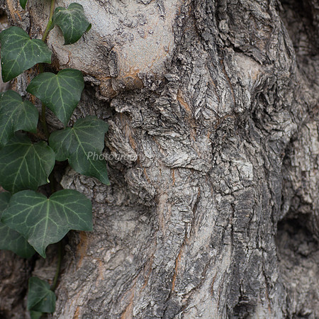 Olive Tree Trunk 1