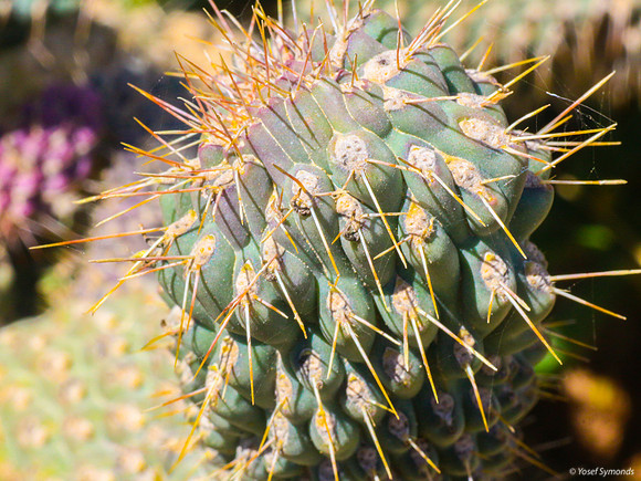 170414-Simply Spikes Cactus 9999_8-2