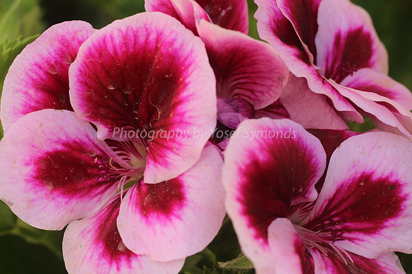 170414-CactusGarden-9999_48-2