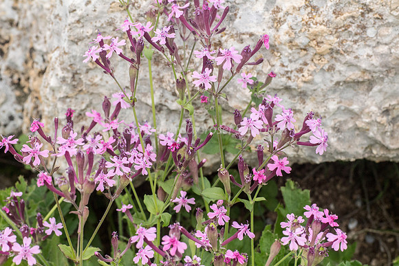Campion 180208-1