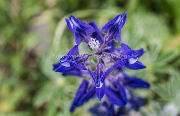 Purple Flower 180208-2