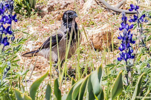 Crow Prowling Amongst the Lupins 220328-8