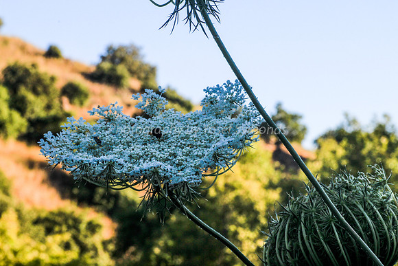 130528-Hula_Valley-2344-2