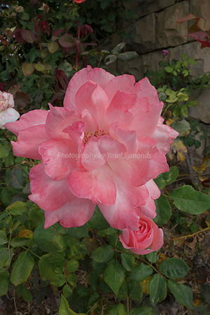 DSC02071