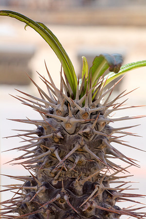 170414-CactusGarden-9999_37-2