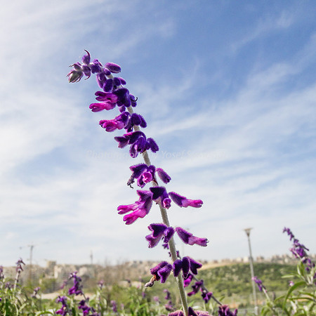 Penstemon - Beard Tongue 3