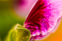 170414-CactusGarden-9999_53-2
