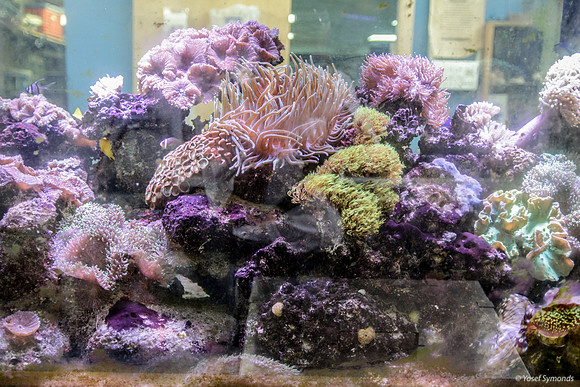 Display Aquarium 2