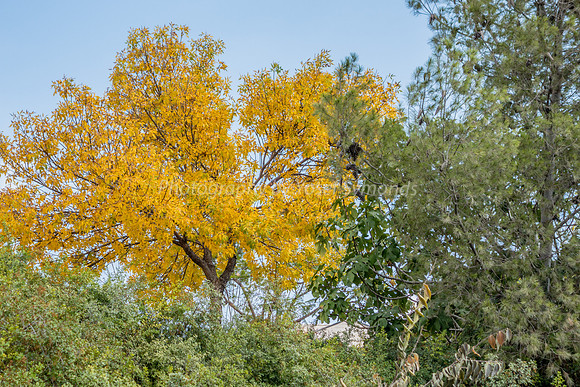 Fall Hits Beit Shemesh 3