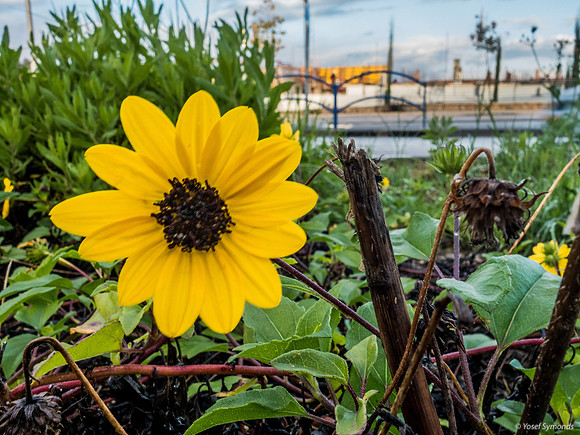 Daisies on the Median Strip 221227-18