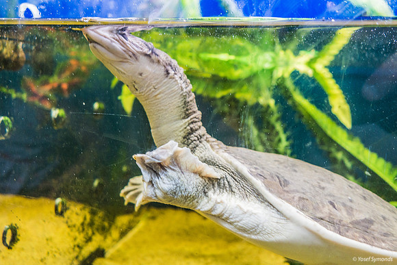 Softshell Turtle 220811-6