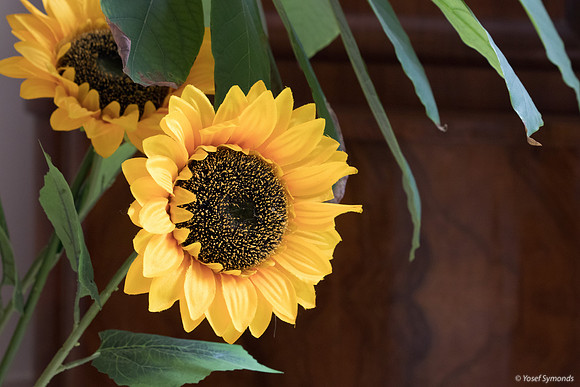 Sunflower 190908-1