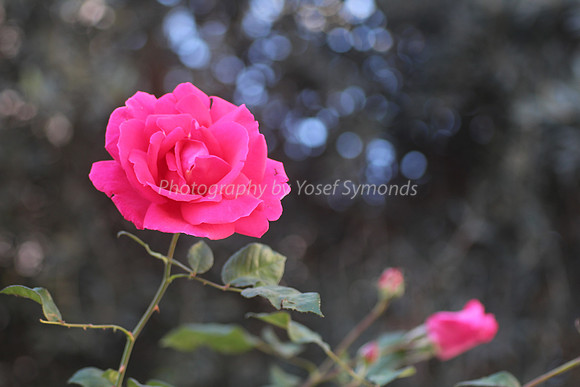 150201-Rose_Flower0731