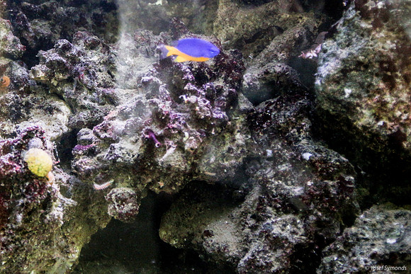 Aquarium 5