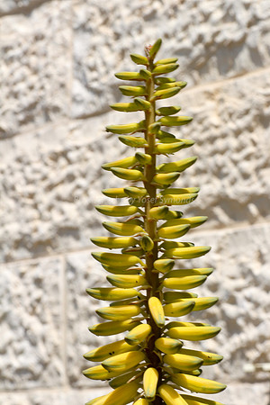 170414-CactusGarden-9999_38-2