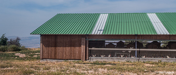 Even Free Range Chickens Need Shelter 2