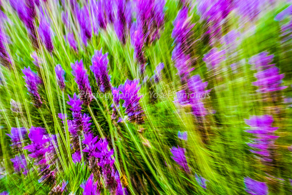 Lavender Abstract 1